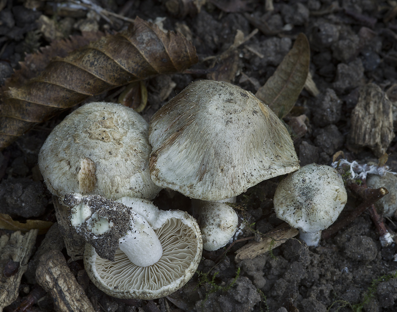 Inocybe corydalina